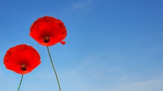 青い空と赤い2輪の花のイメージ