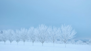 冬の風景に立ち並ぶ雪で覆われた木々。