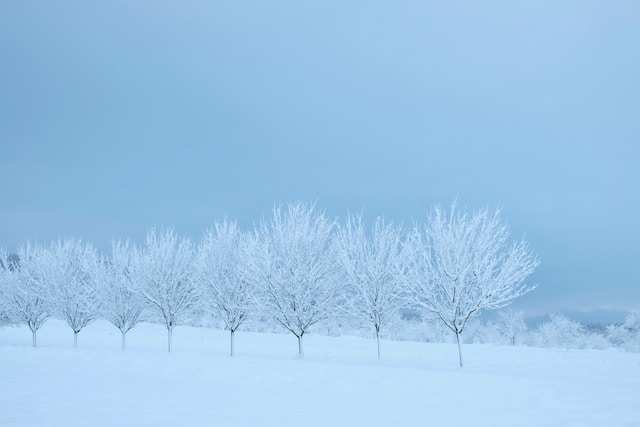 冬の風景に立ち並ぶ雪で覆われた木々。