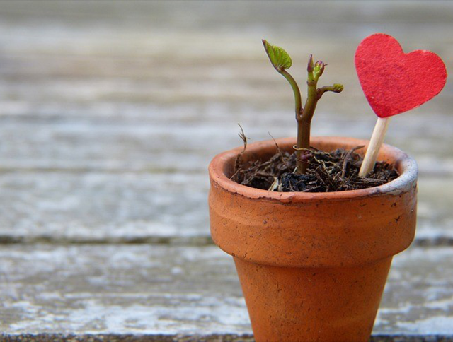 小さなテラコッタ鉢に植えられた芽と赤いハート型の飾り、成長と愛を象徴するイメージ。