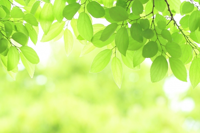 春の陽射しを受けて輝く新緑の葉。ナチュラルで清々しい印象の背景素材。