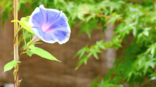 夏の朝、朝露に濡れた美しいアサガオの花。緑の葉を背景にした爽やかな風景。