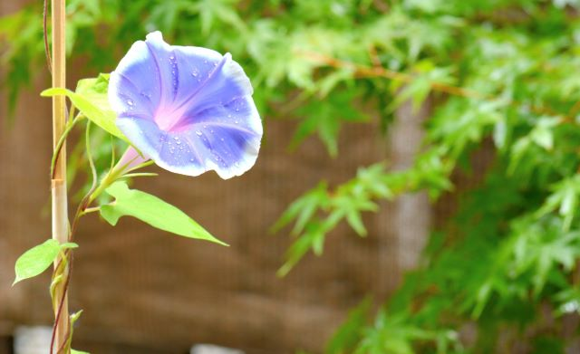 夏の朝、朝露に濡れた美しいアサガオの花。緑の葉を背景にした爽やかな風景。