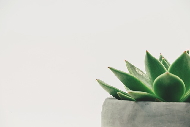 シンプルなコンクリート鉢に植えられた多肉植物。ミニマルでおしゃれなインテリアグリーンのイメージ。