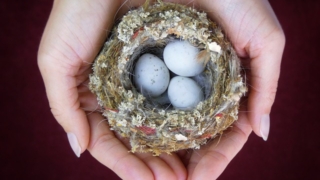 手のひらで大切に包まれた鳥の巣と卵。人生どん底の中でスピッツ「スピカ」の歌詞から希望と再生を感じ取るイメージ
