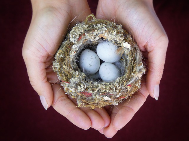 手のひらで大切に包まれた鳥の巣と卵。人生どん底の中でスピッツ「スピカ」の歌詞から希望と再生を感じ取るイメージ