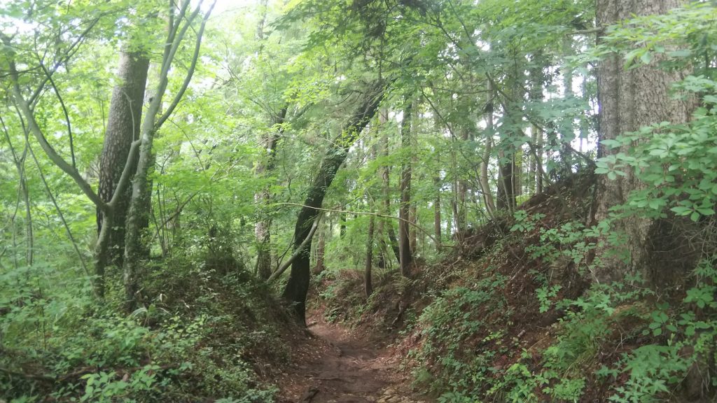 一日で22km歩いた山登りの途中、新緑に囲まれた静かな森の登山道を進む様子