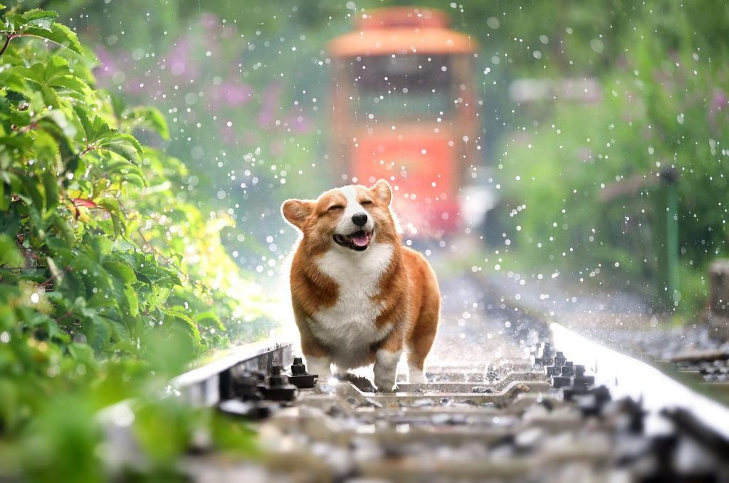 雨の日の線路の上を笑顔で歩くコーギー犬の写真。水しぶきが舞い、背景に列車がぼんやりと写る印象的な一枚
