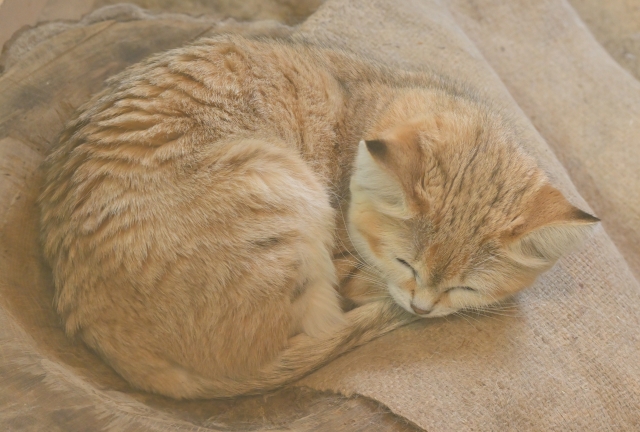 丸くなって静かに眠る茶トラ猫の写真。ストレス解消や心の休息、メンタルヘルスの回復をイメージさせる様子